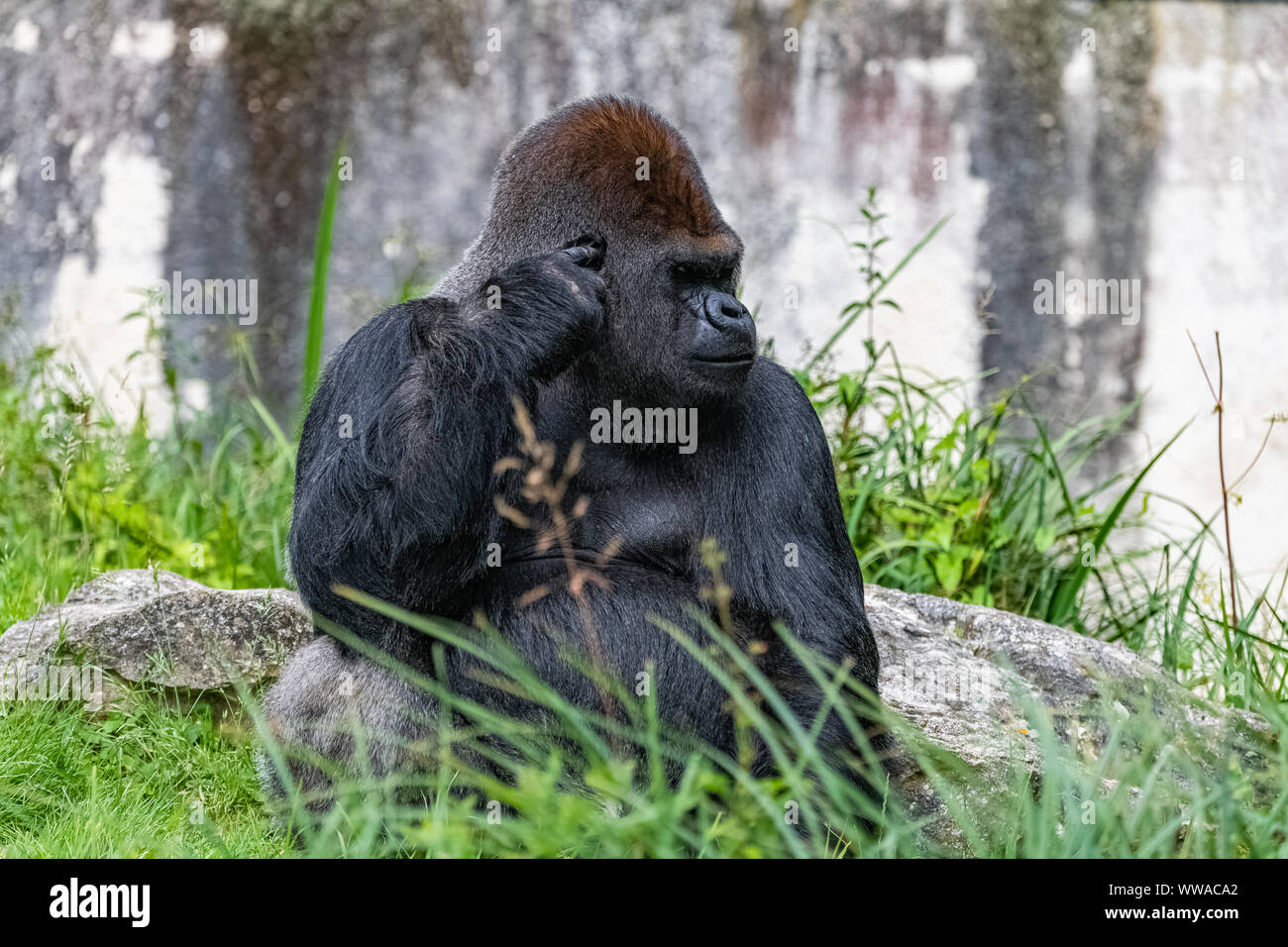 Gorilla, scimmia, maschio dominante seduto in erba, atteggiamento divertente Foto Stock