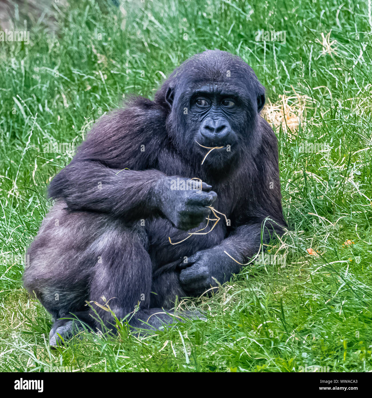 Gorilla baby, scimmia seduto sull'erba Foto Stock