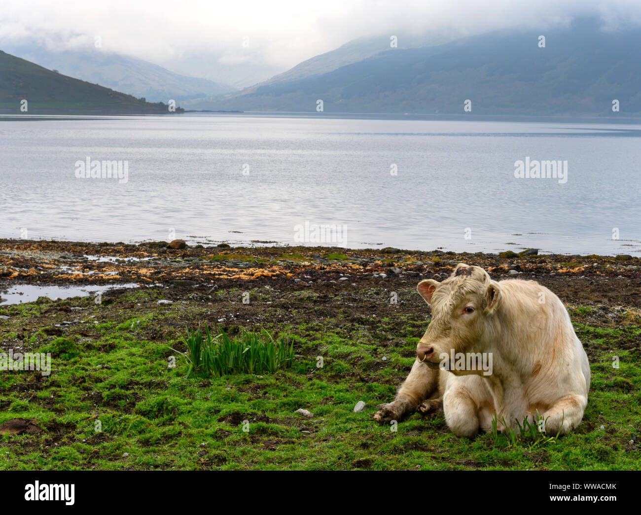 Un appoggio di Galloway mucca sulla riva del Firth of Clyde a Isle of Bute, Ayrshire, in Scozia, Regno Unito. Foto Stock