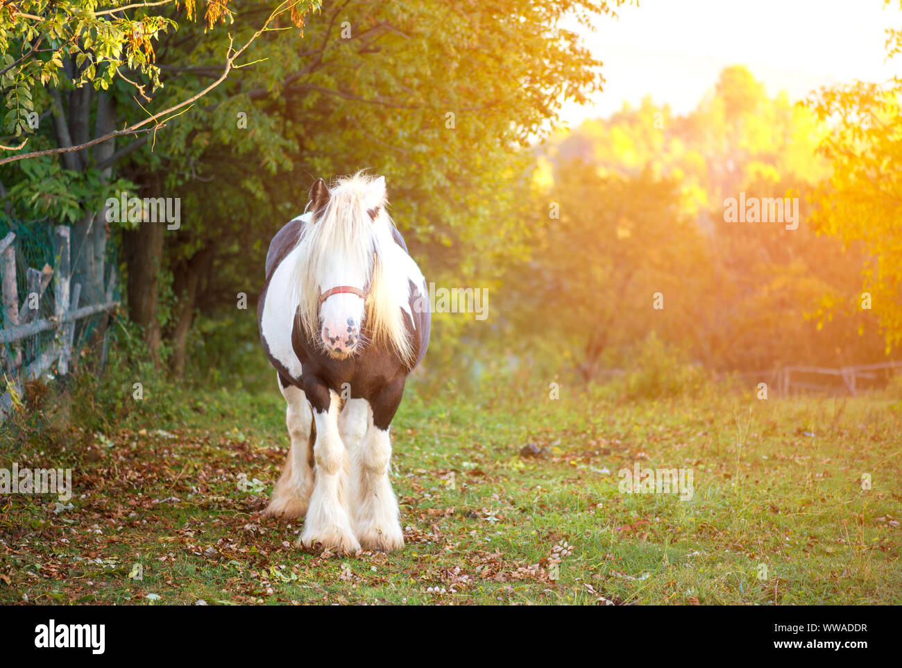 Cavallo bellissimo nella foresta Foto Stock