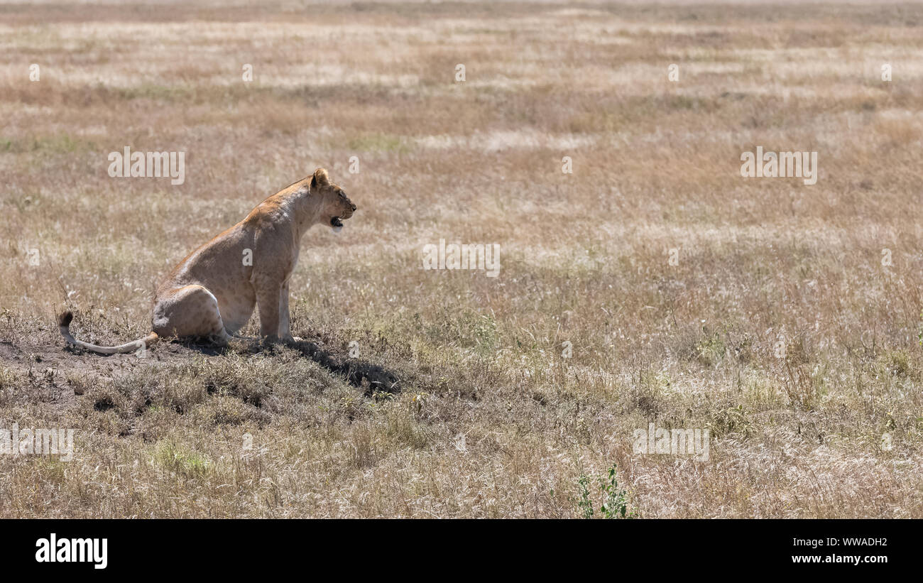 Una leonessa seduto in erba selvatica nella savana, alla ricerca di una preda Foto Stock