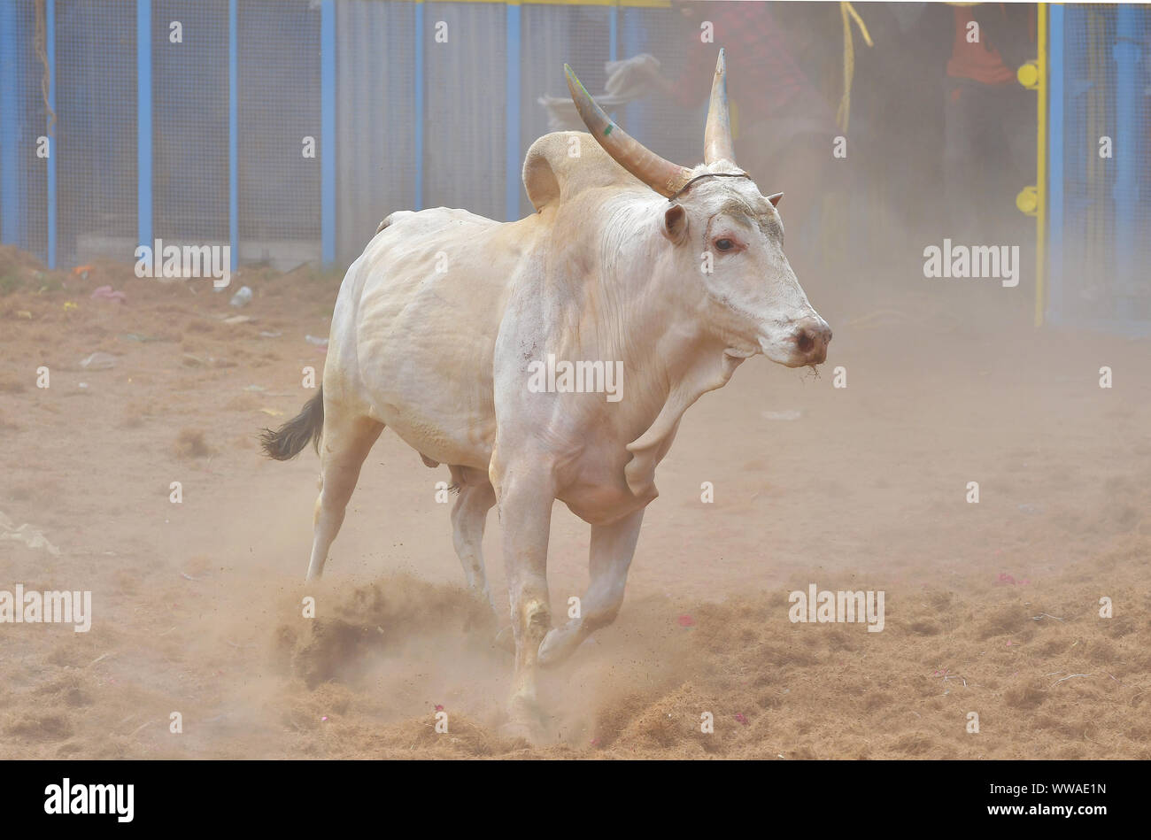 Jallikattu Bull : imponente gobba sharp corna che sono il segno distintivo di un jallikattu bull Kangayam Kaalai ( bull ) Bull addomesticare, Madurai,Tamilnadu, India Foto Stock