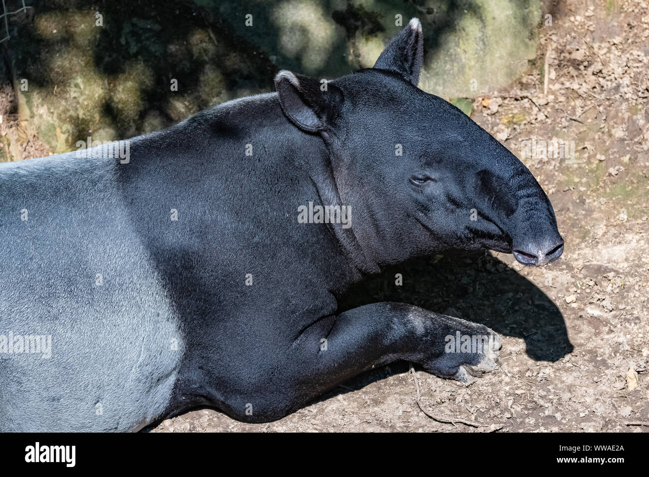 Il tapiro: la malese giacente sul terreno, animali divertenti Foto Stock
