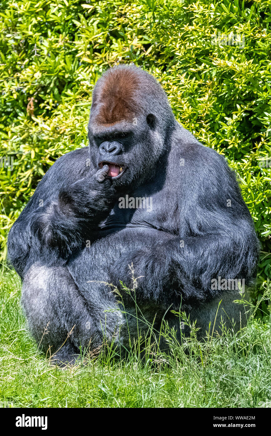 Gorilla, scimmia, maschio dominante seduto in erba, atteggiamento divertente Foto Stock