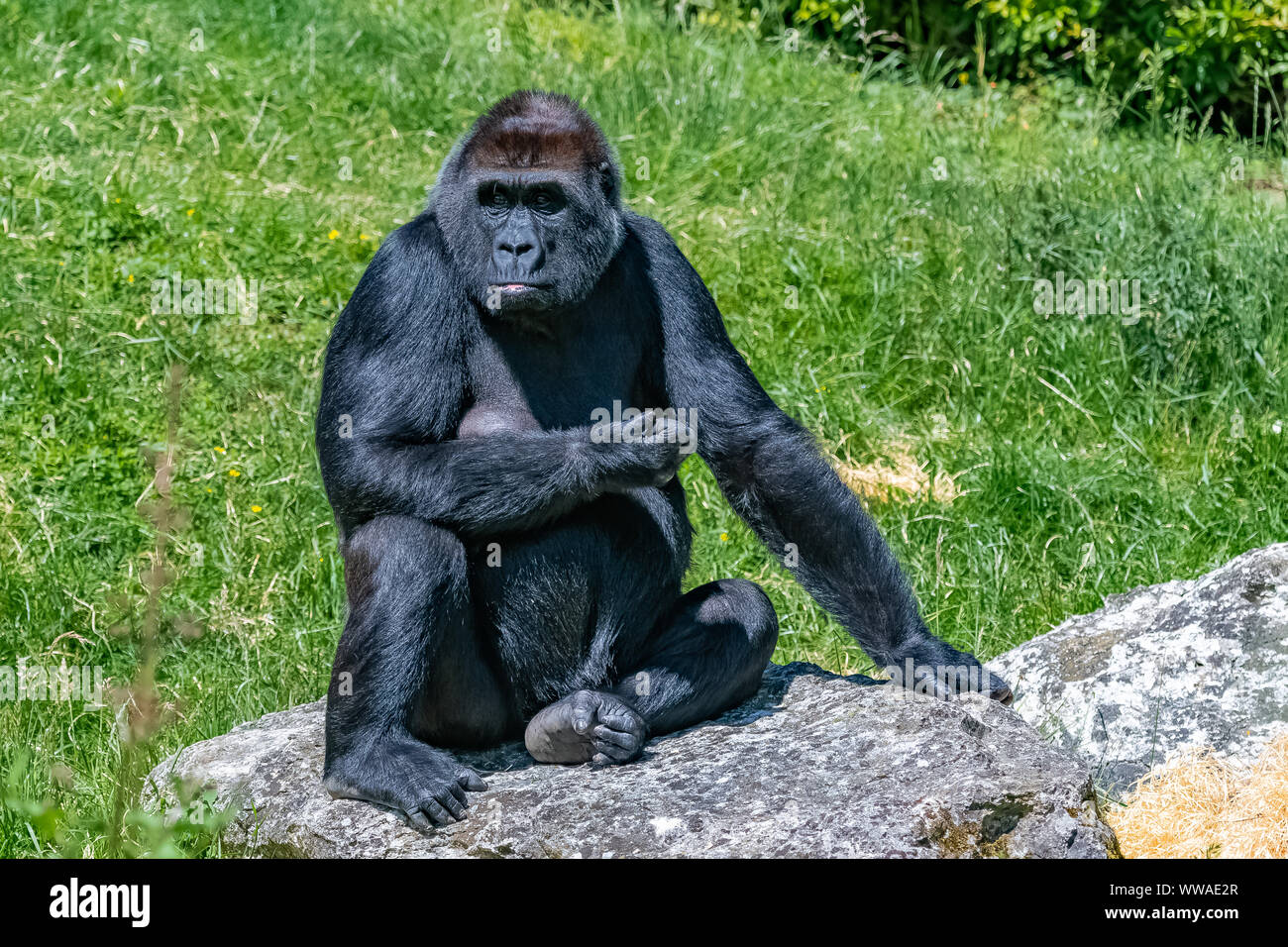 Gorilla, scimmia, femmina seduto in erba, atteggiamento divertente Foto Stock