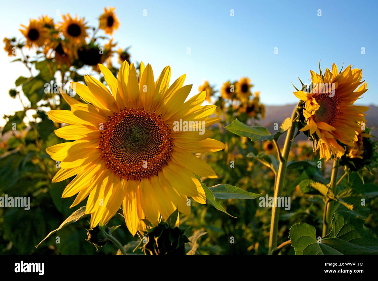 Molti luminoso giallo dei girasoli. I girasoli sono impostati contro un cielo azzurro e giallo hanno petali e foglie verdi. Girasoli in piedi in un campo Foto Stock