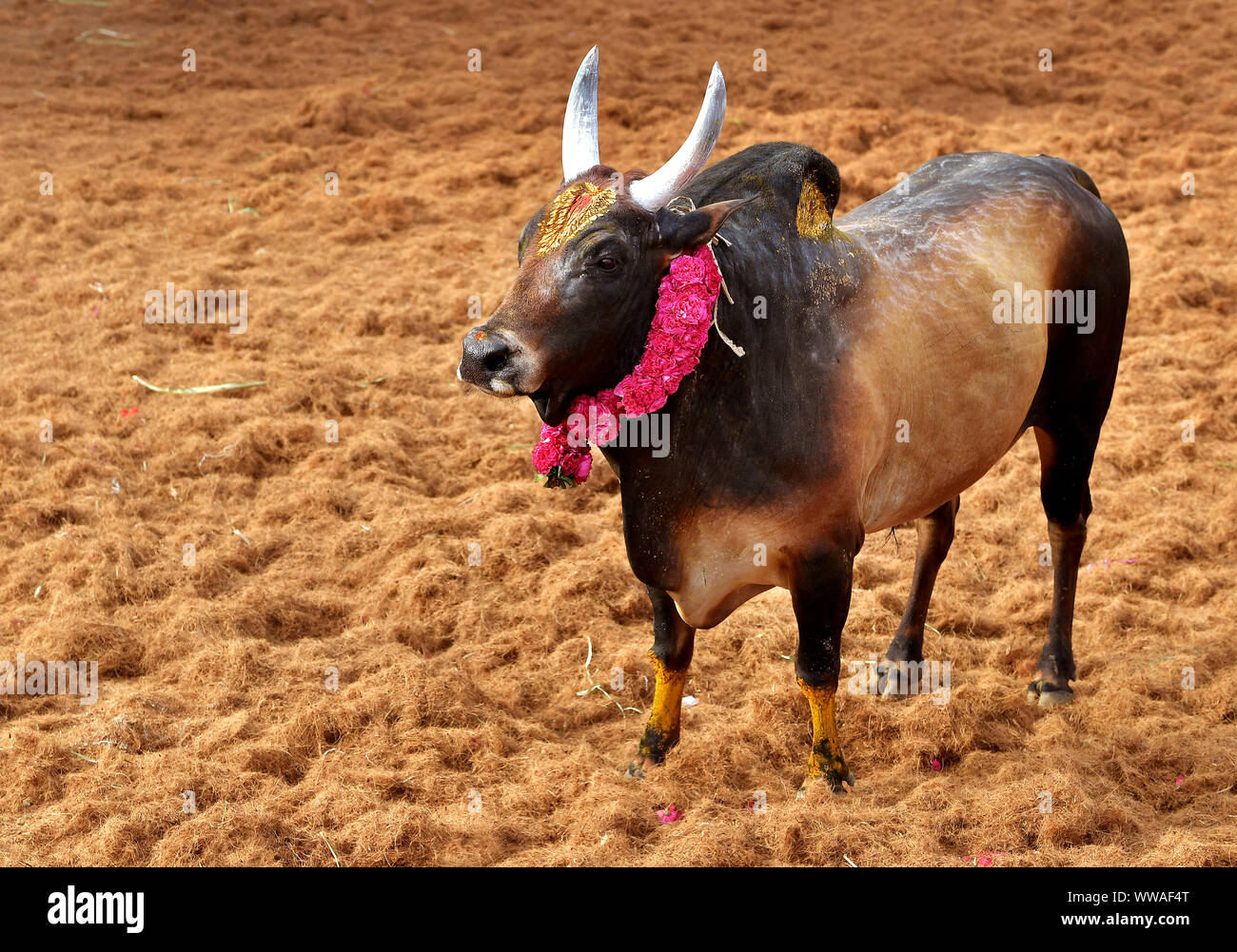 Ritratto di un toro Jallikattu :corna maestose taglienti che sono il segno distintivo di un toro jallikattu Kangayam Kaalai ( toro ).tori indiani, Tamil Nadu. Foto Stock