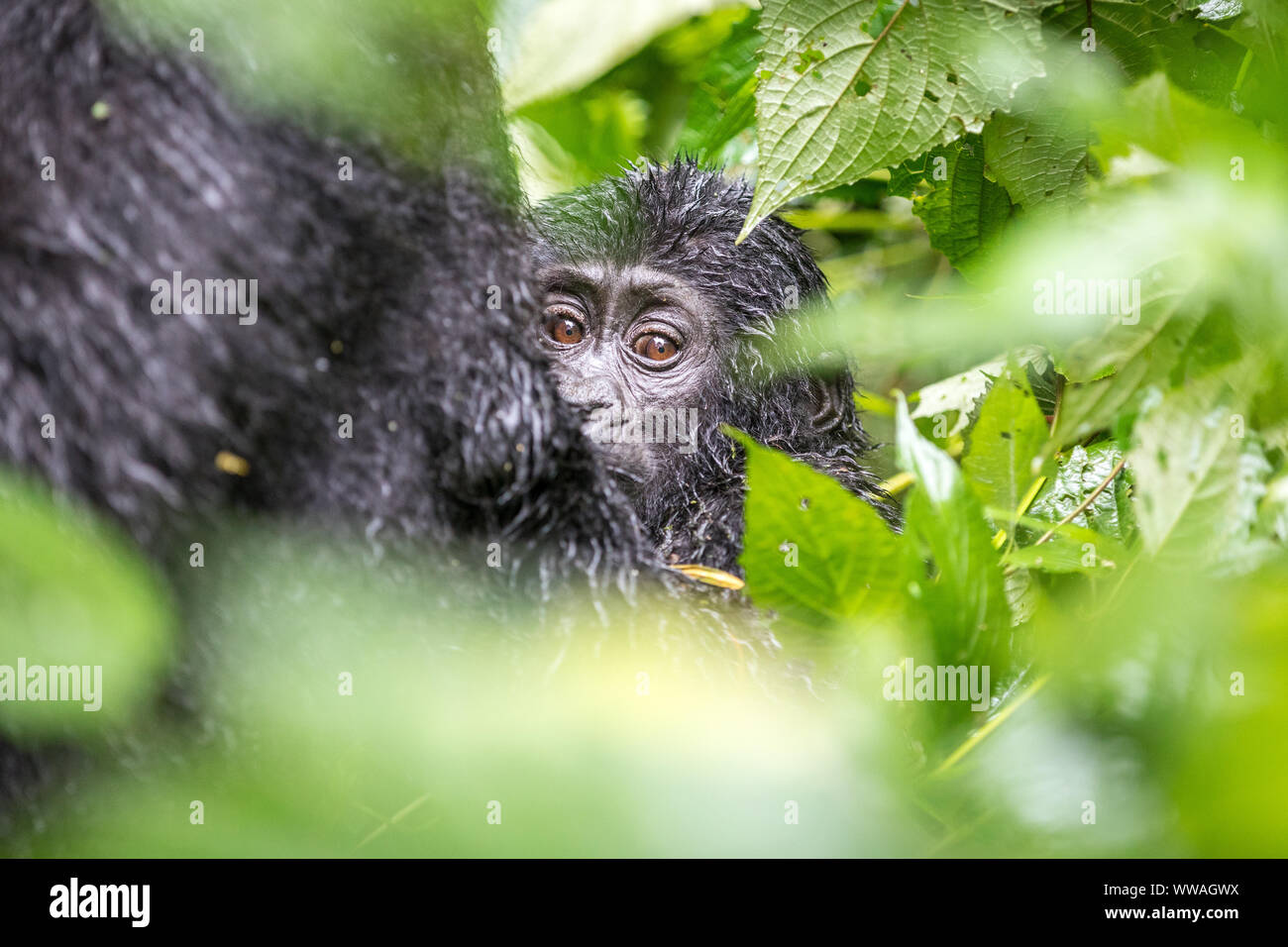 Ritratto di gorilla silverback seduta nella Foresta impenetrabile di Bwindi, Uganda Foto Stock