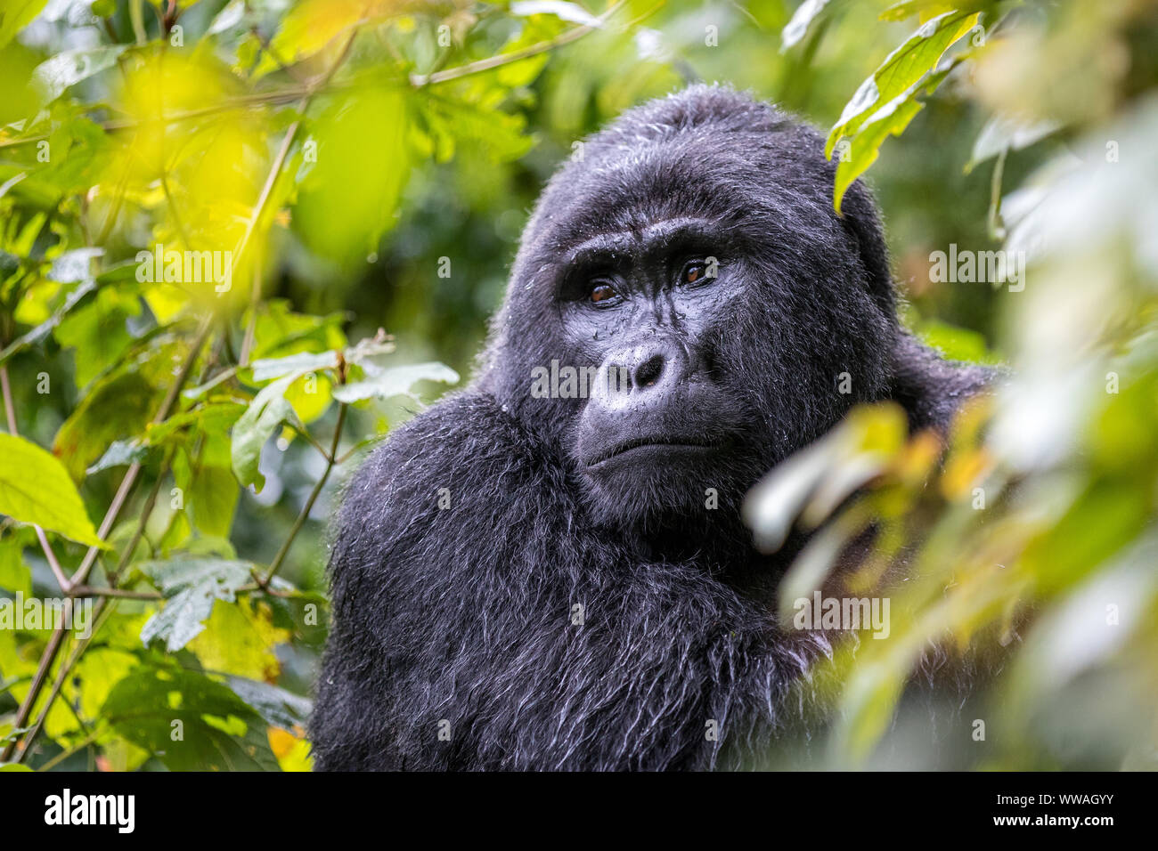 Ritratto di gorilla silverback seduta nella Foresta impenetrabile di Bwindi, Uganda Foto Stock
