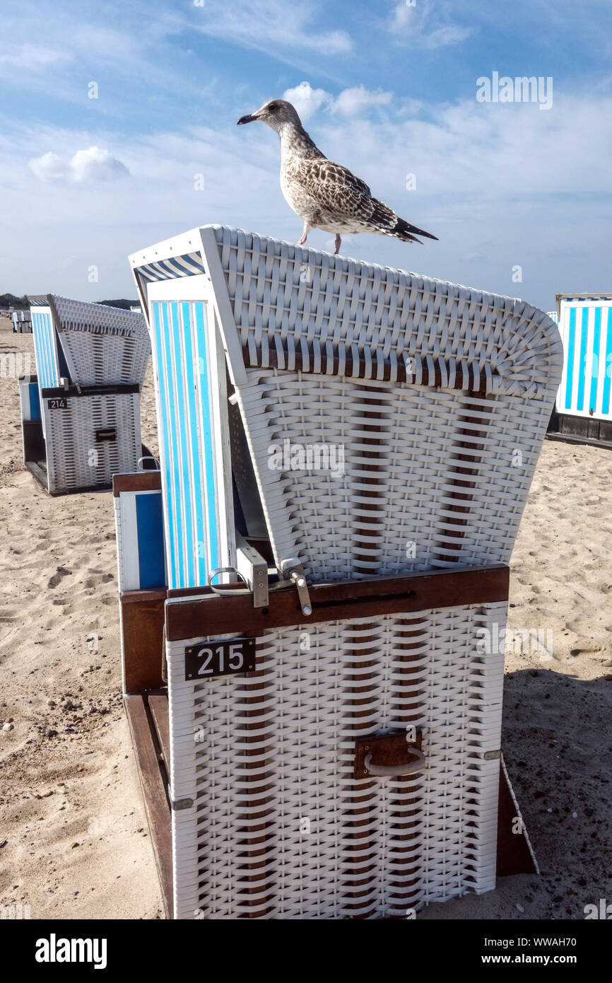 Spiaggia di Warnemunde, Seagull su una sedia da spiaggia uccello Mar Baltico Germania Warnemunde Germania costa strandkorb Foto Stock