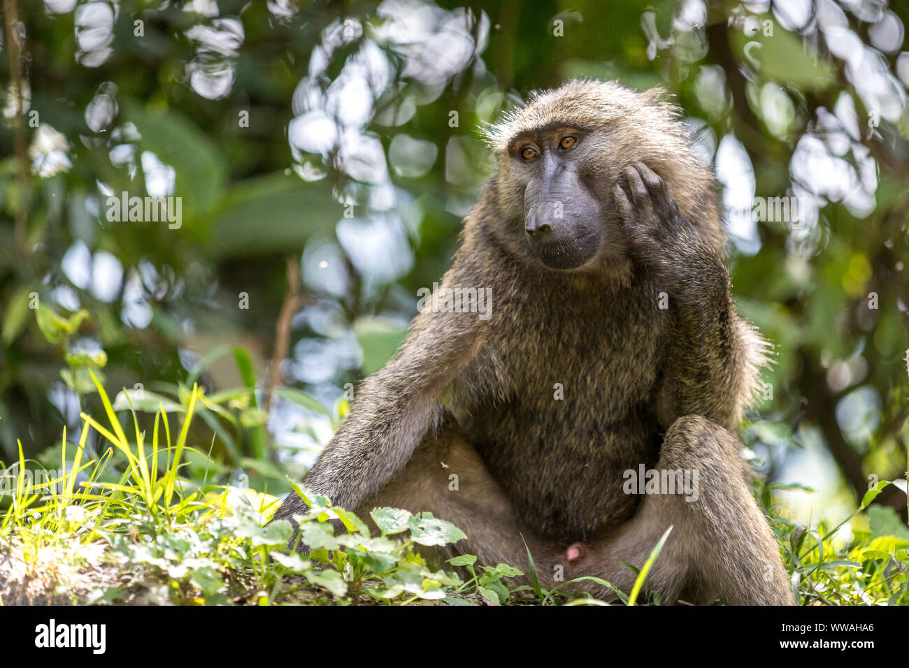 Ritratto di babbuino oliva (papio anubis) seduta nella Foresta impenetrabile di Bwindi, Uganda Foto Stock