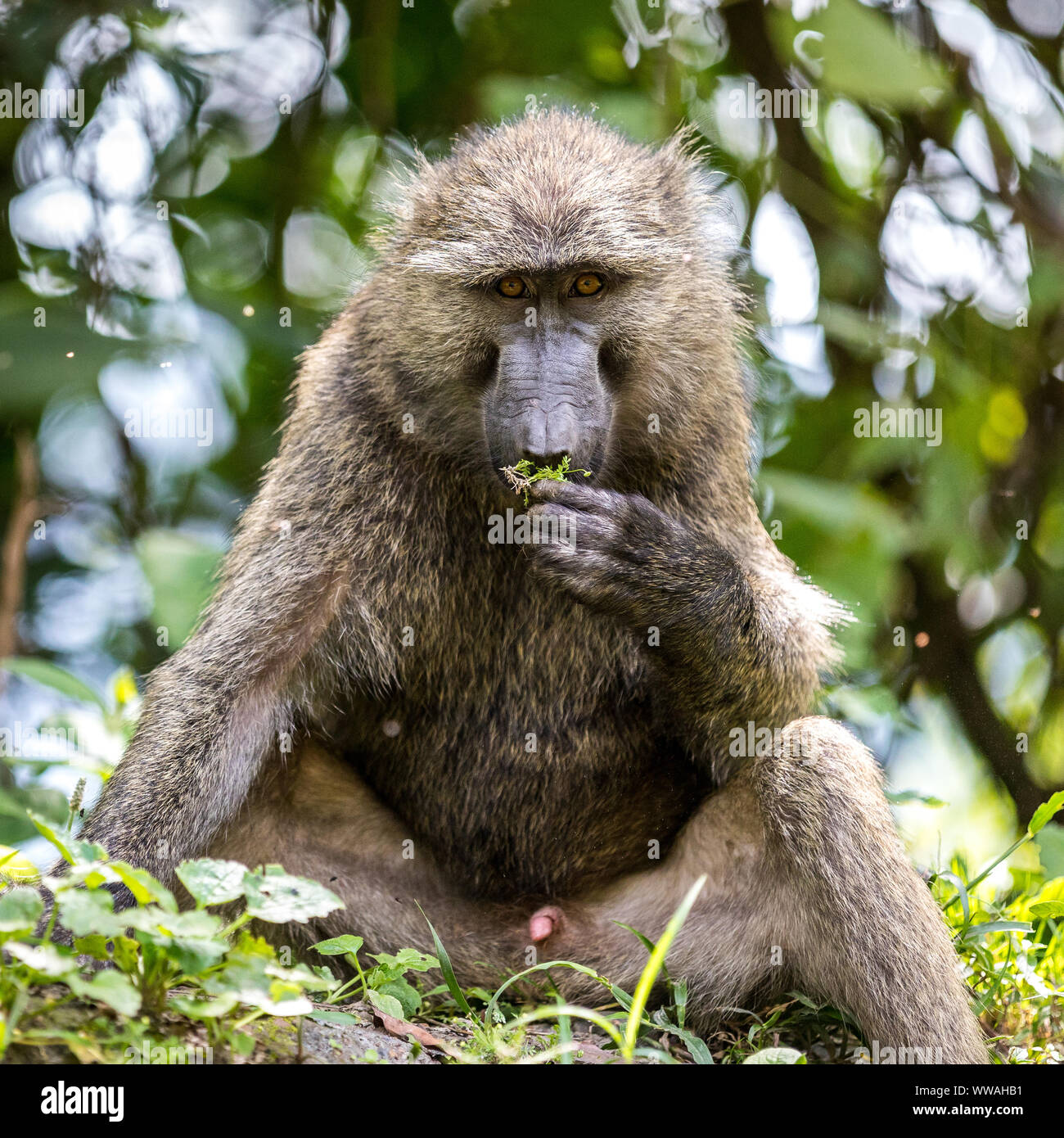 Ritratto di babbuino oliva (papio anubis) seduta nella Foresta impenetrabile di Bwindi, Uganda Foto Stock
