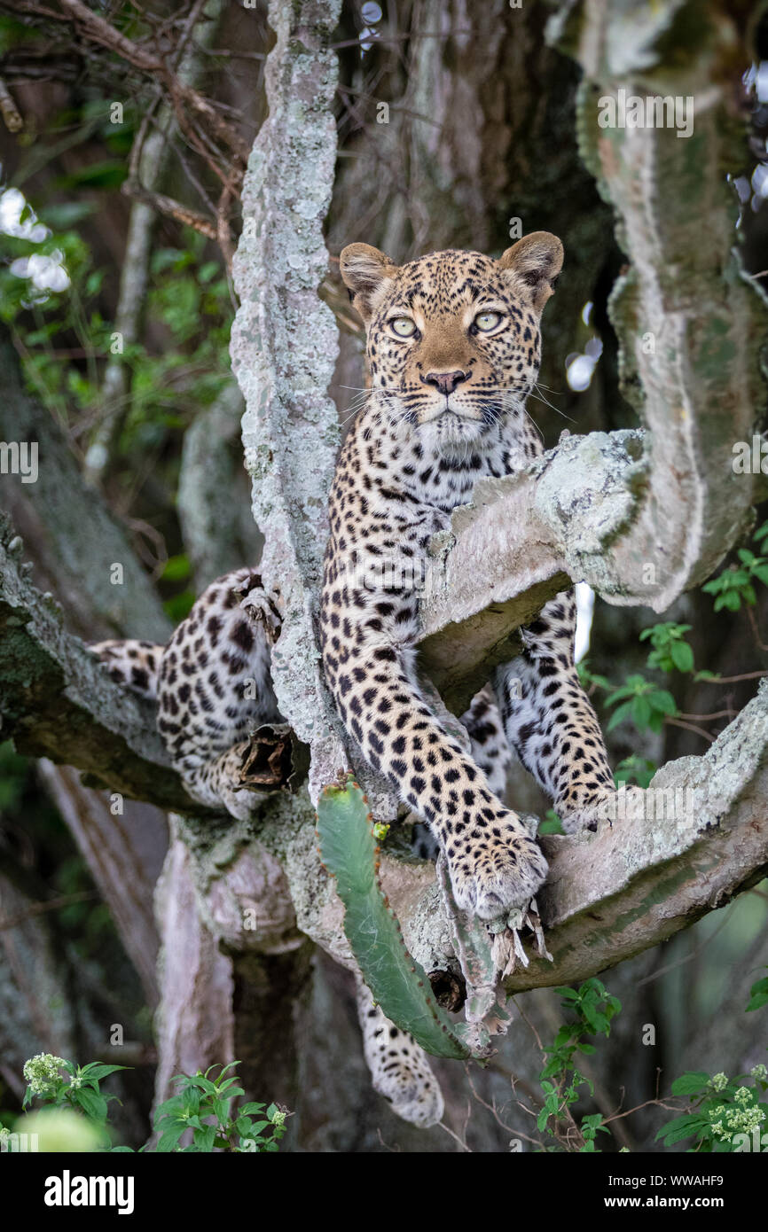 Ritratto di donna leopard (Panthera pardus) in appoggio sul ramo, Uganda Foto Stock