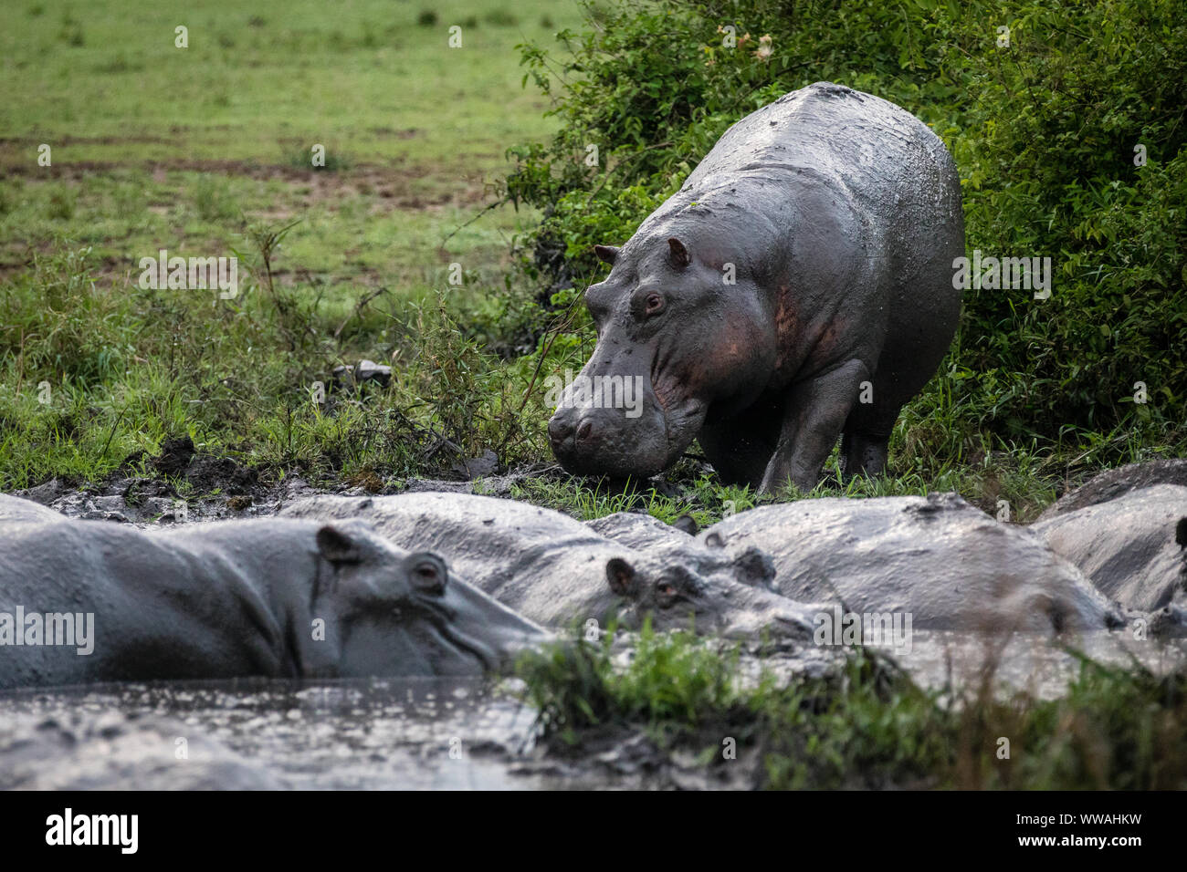 Ippopotamo (Hippopotamus amphibius) a Watering Hole in Queen Elizabeth National Park, Uganda Foto Stock