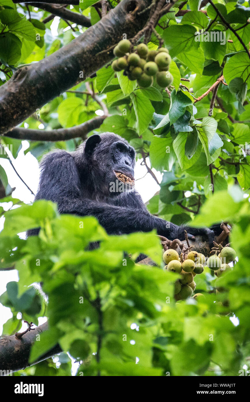 Uno scimpanzé (Pan troglodytes) mangiare fichi in le cime degli alberi in Kibale National Park, Uganda Foto Stock