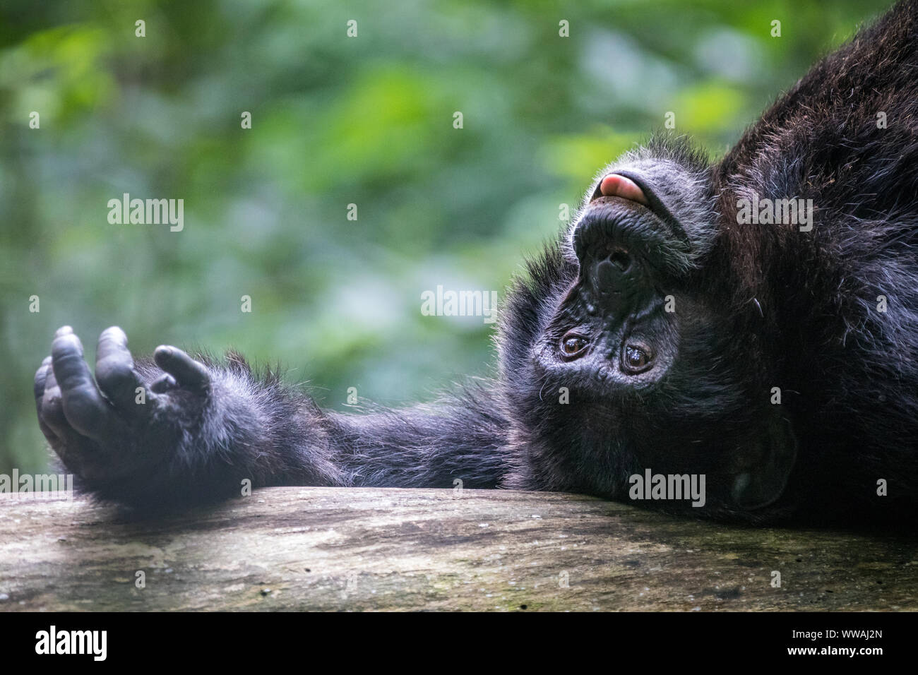 Ritratto di scimpanzé maschi (Pan troglodytes) appoggiato sul tronco di albero in Kibale National Park, Uganda Foto Stock