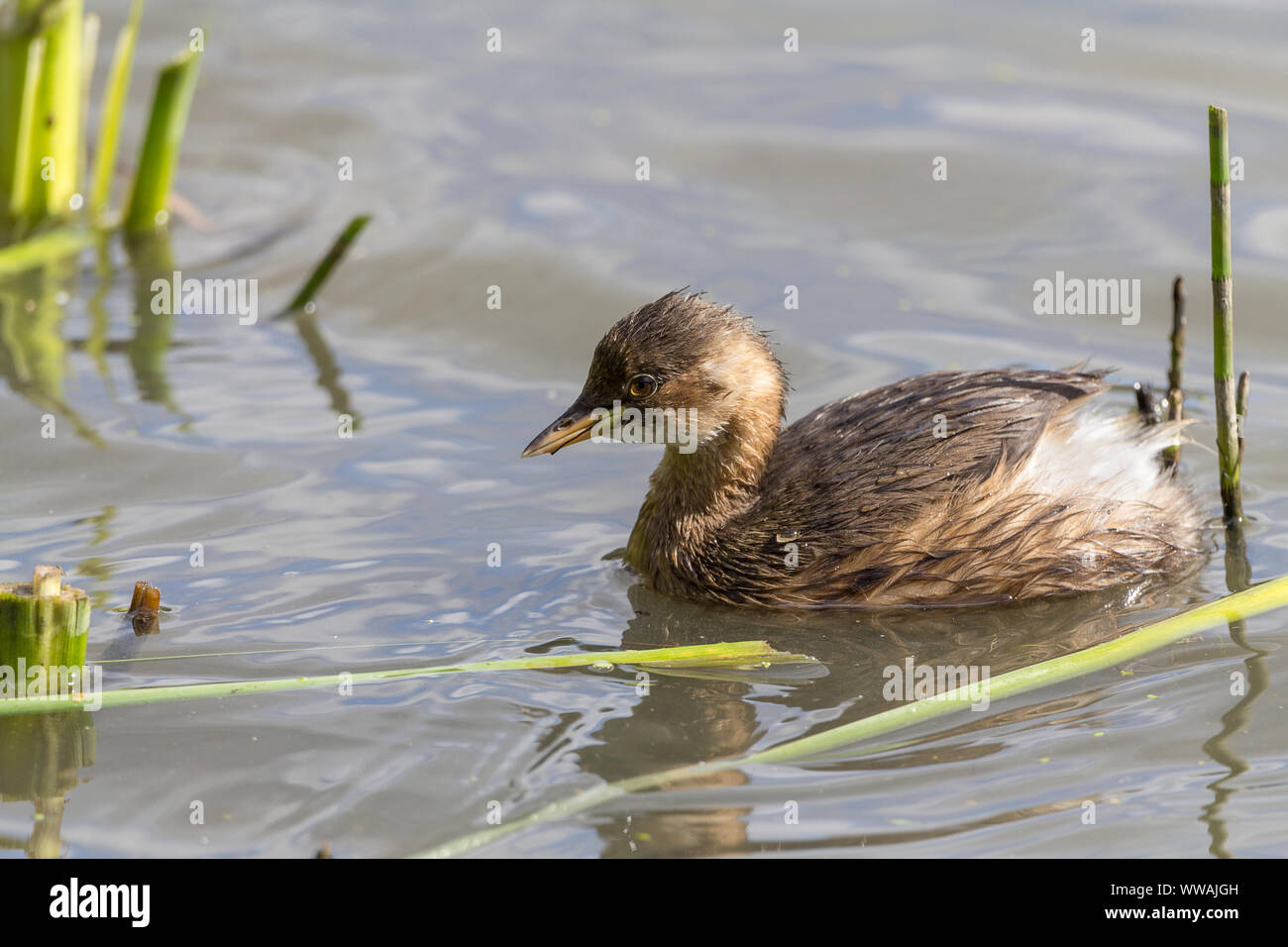 Tuffetto (Tachybaptus ruficollis) giovani Wetland Bird immersioni piccole e losca con piccolo bill e polvere puff coda. Patch pallido a base di bill. Foto Stock