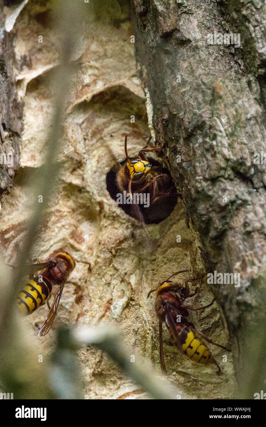 Nido di calabroni (Vespa crabro) grandi wasp con orange addome giallo e marrone dorato torace strisce e macchie. Ali marroni gambe le antenne e gli occhi. Foto Stock