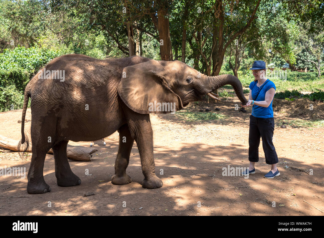 Donna che indossa fedora alimentazione dei giovani elefante in Uganda Wildlife Education Center, Entebbe, Uganda Foto Stock