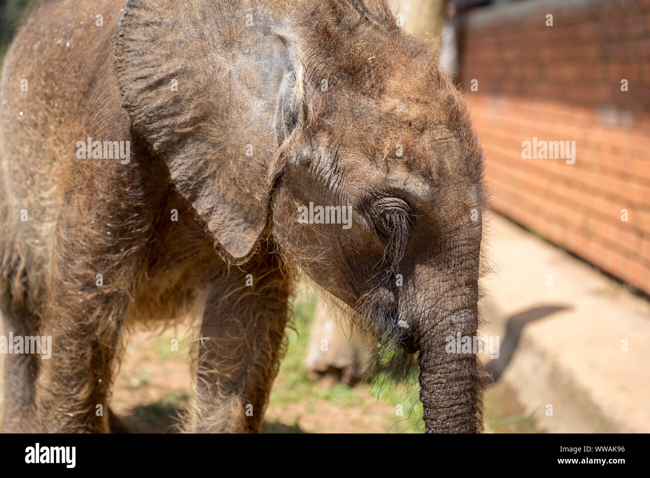Foresta di Baby Elephant vitello in Uganda Wildlife Education Center, Entebbe, Uganda Foto Stock