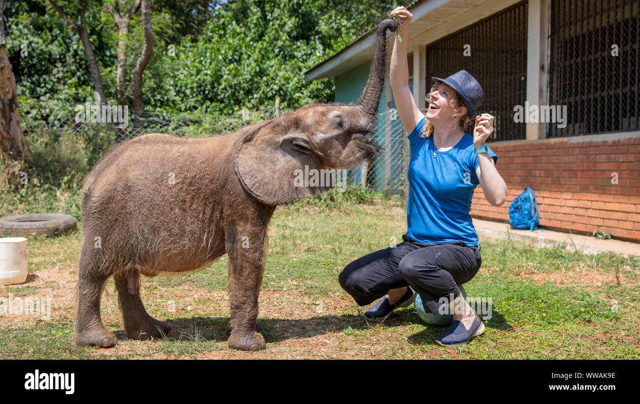 Donna che indossa fedora elefante alimentazione vitello in Uganda Wildlife Education Center, Entebbe, Uganda Foto Stock