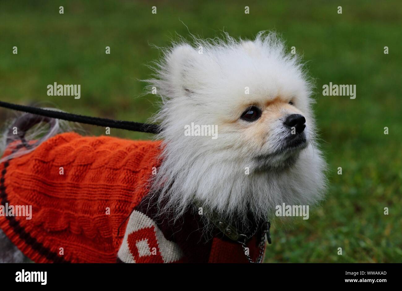 Un Bichon frise cane all'aperto che indossa un cappotto rosso per proteggere dal freddo e dalla pioggia in autunno Foto Stock