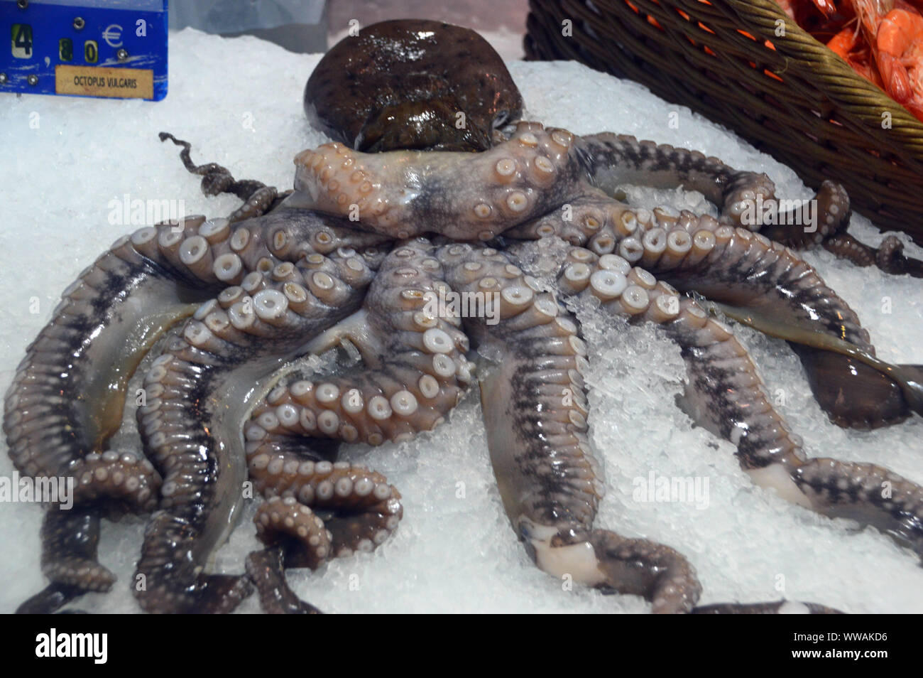 Freschi Polpo (Octopus vulgaris) nel ghiaccio sul display in Forville Mercato Coperto, Cannes, Francia, UE Foto Stock