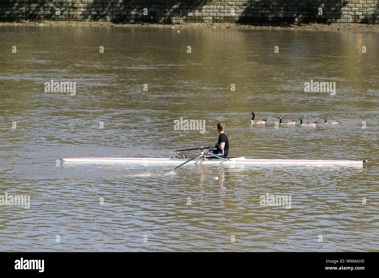 Londra, Regno Unito. Xiv Sep, 2019. Una scuola di anatre di passare da un uomo di canottaggio sul fiume Tamigi in una giornata calda e soleggiata a Londra. Credito: Amer Ghazzal SOPA/images/ZUMA filo/Alamy Live News Foto Stock