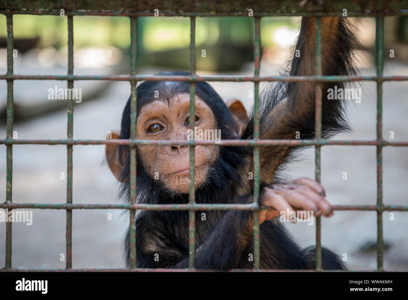 Ritratto di baby scimpanzé (Pan troglodytes) in un contenitore completo di gabbia in Uganda Wildlife Education Center, Entebbe, Uganda Foto Stock