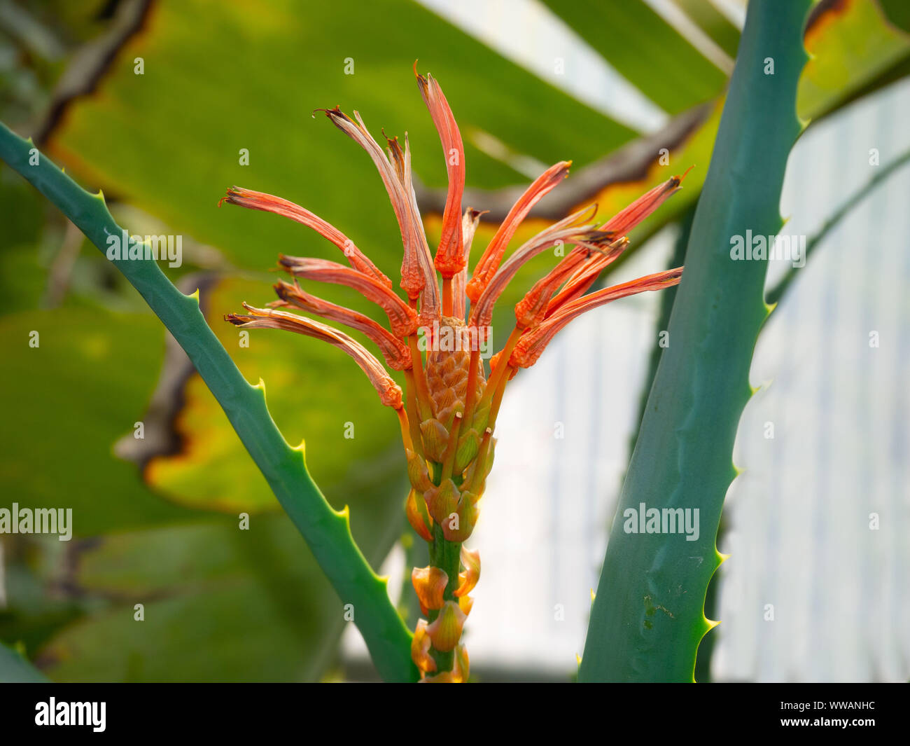 Aloe Blossom orange in una serra Foto Stock