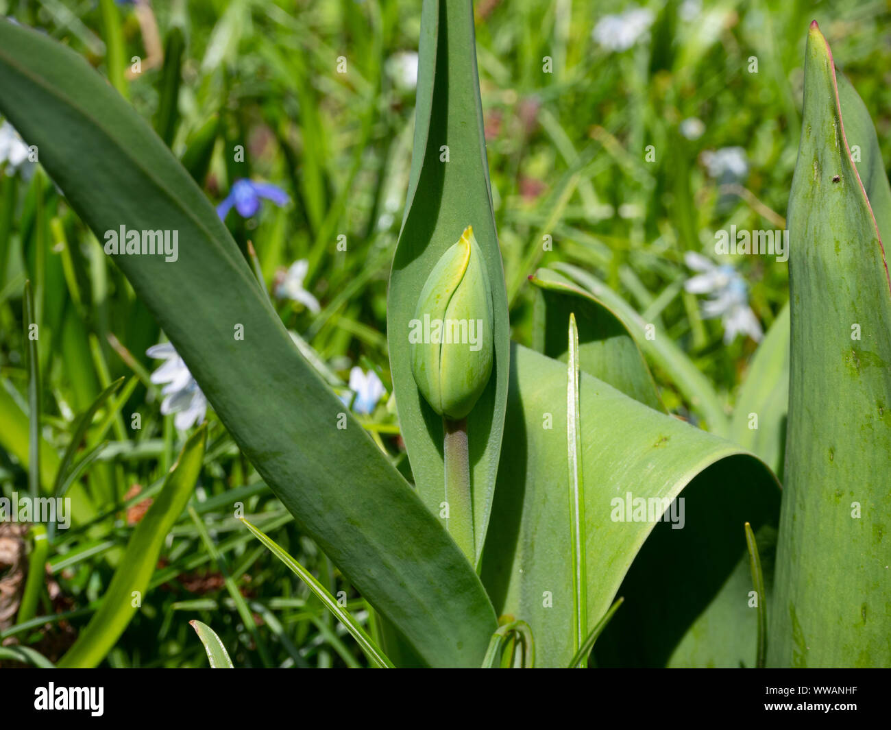 Tulip bud prima di burst per esterno Foto Stock