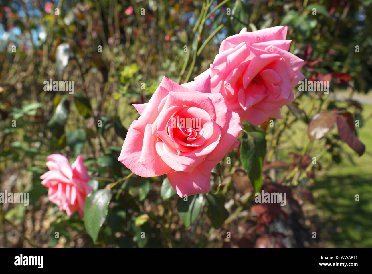 Rose di settembre immagini e fotografie stock ad alta risoluzione - Alamy