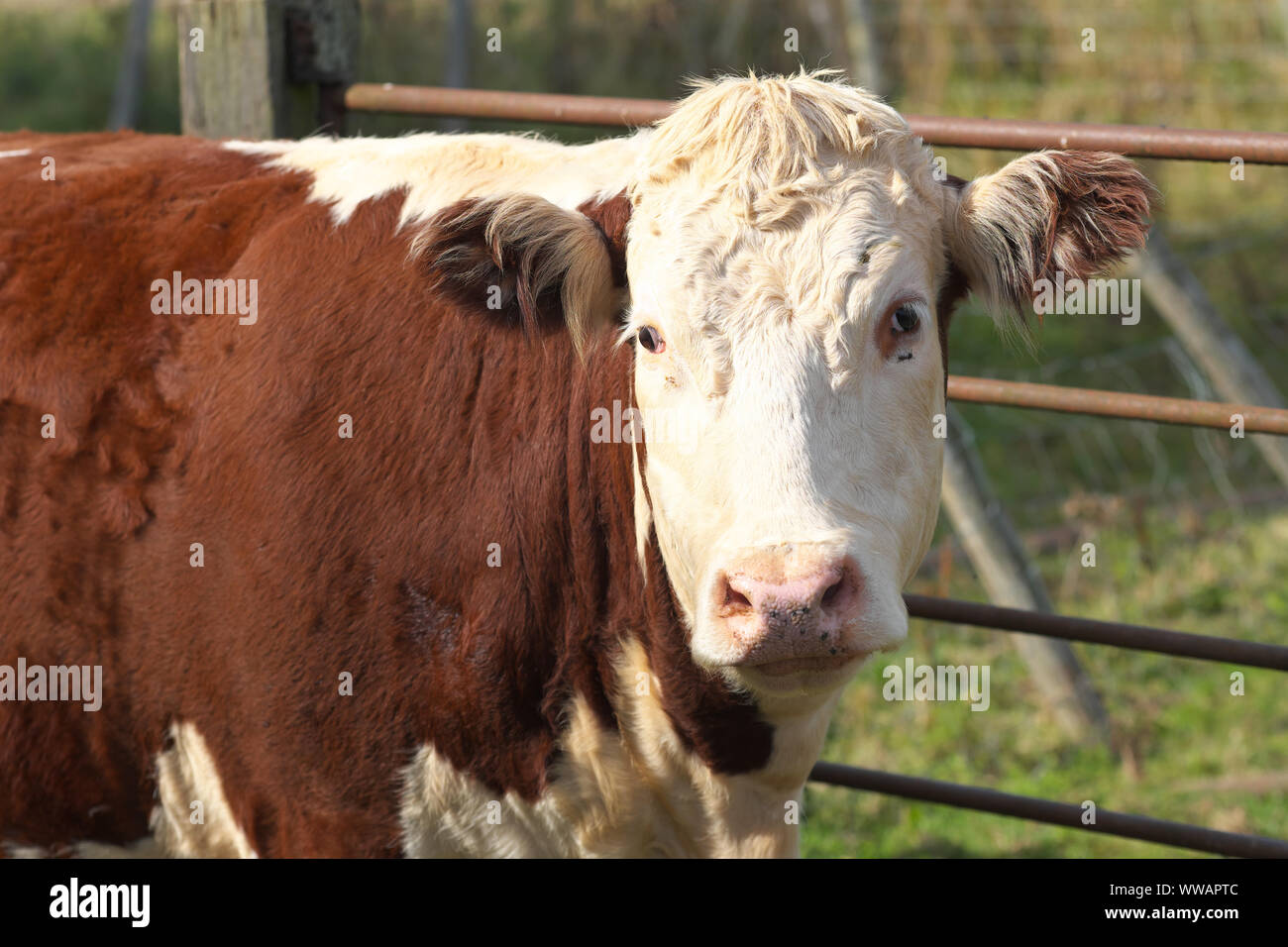 Hereford bovini della fattoria in Herefordshire UK Foto Stock