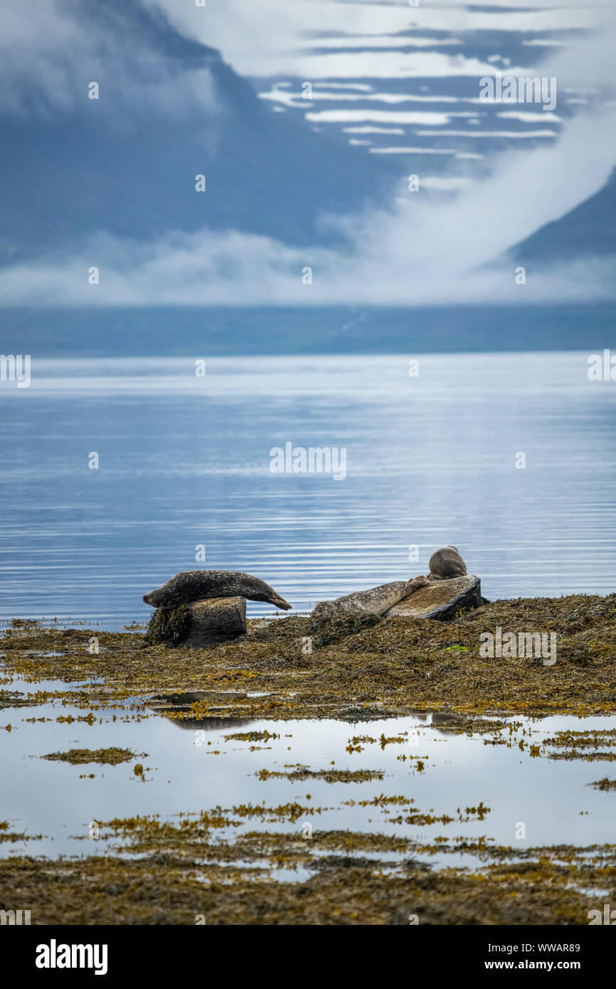 Guarnizioni relax su una pietra in un fiordo vicino Skotufjordur, Westfjords in Islanda mentre soffici nuvole e la nebbia il flusso verso il basso di un lato montagna Foto Stock