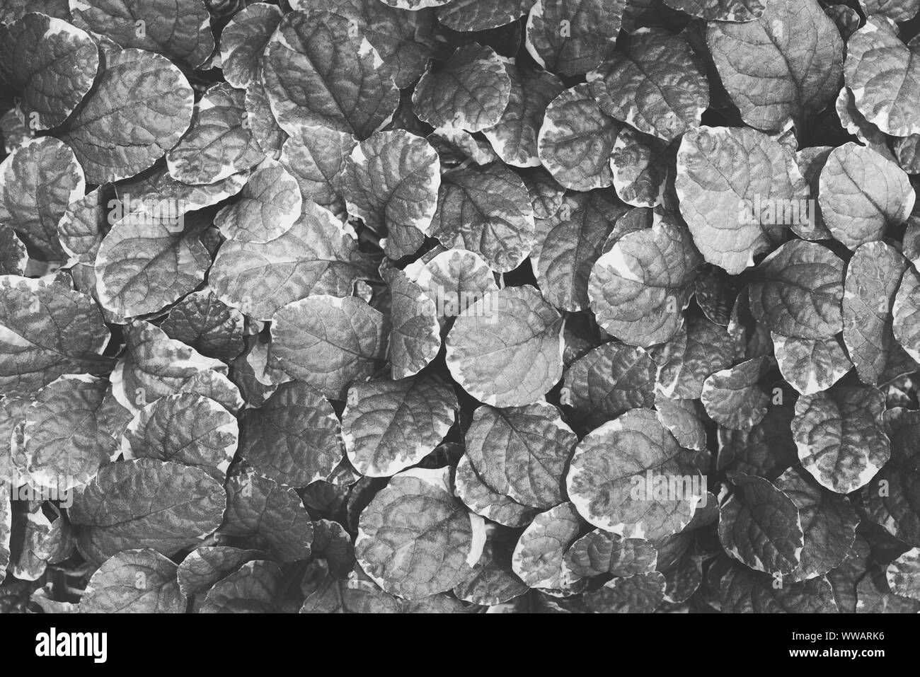 Bella foglia verde pattern. Sfondo naturale. Foto Stock
