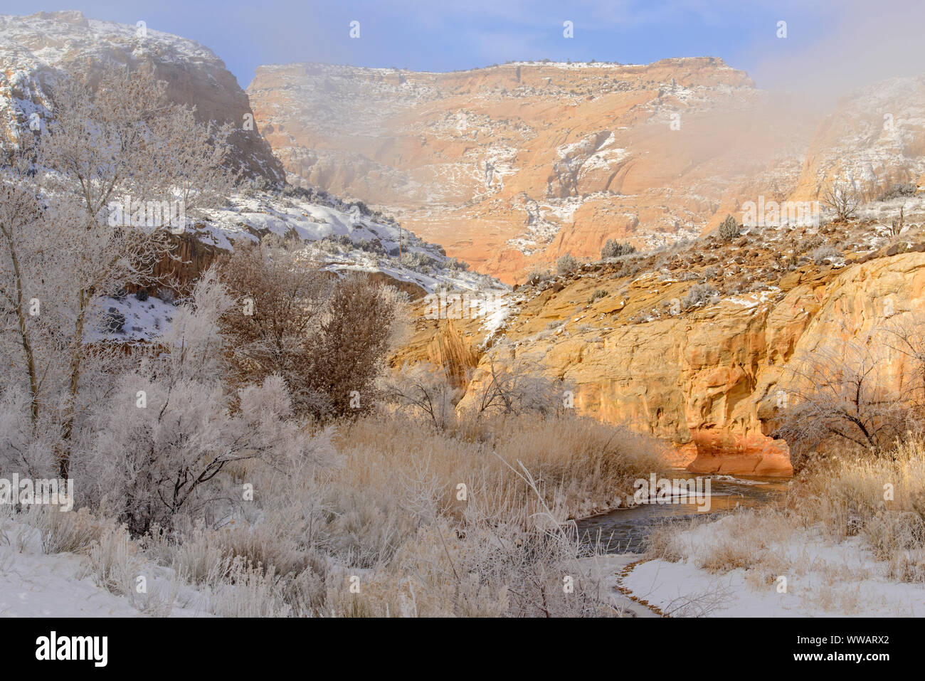 Cottonwoods smerigliato in Fremont River Canyon, il Parco nazionale di Capitol Reef, Utah, Stati Uniti d'America Foto Stock