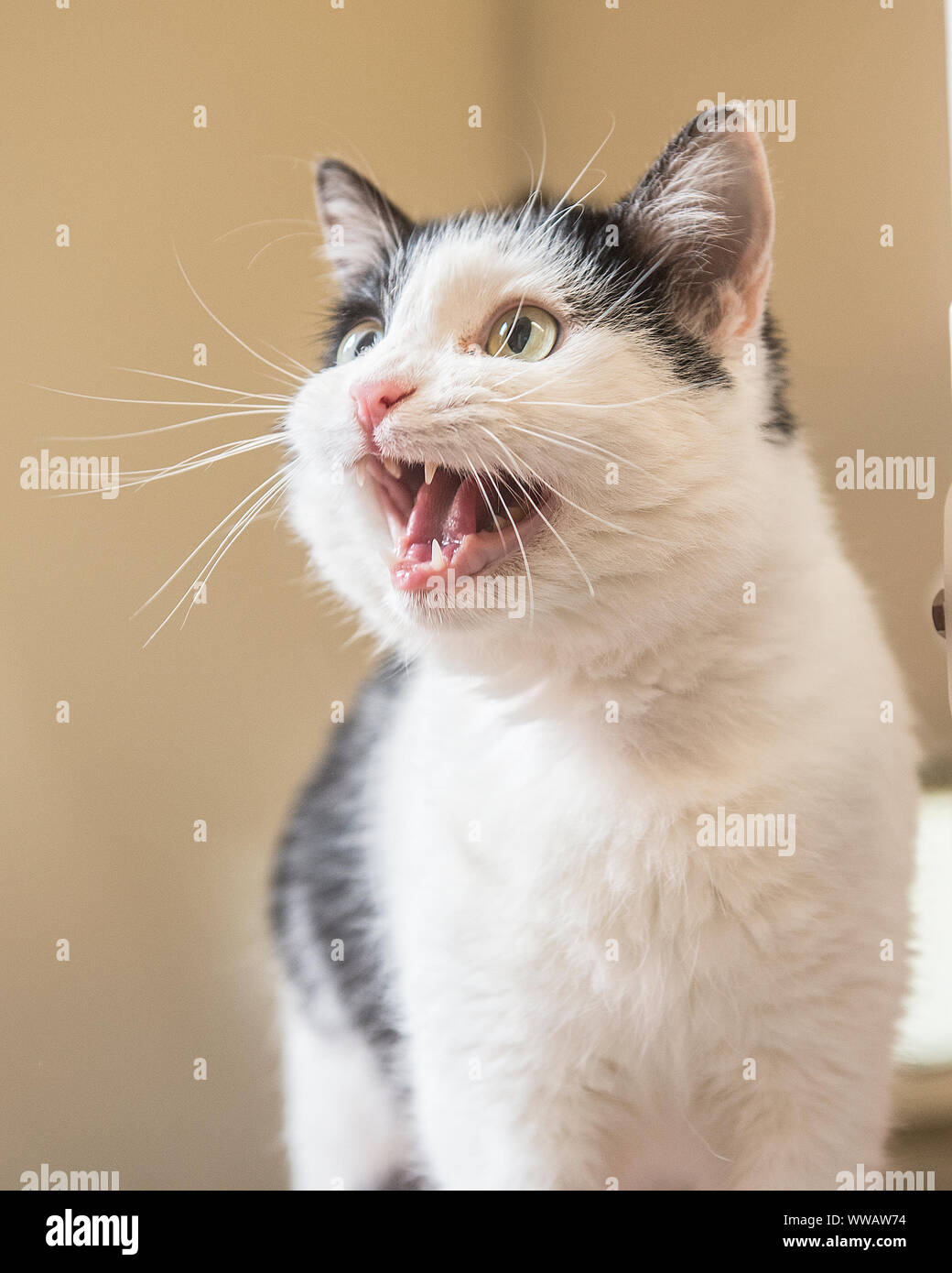 Meowing cat Foto Stock