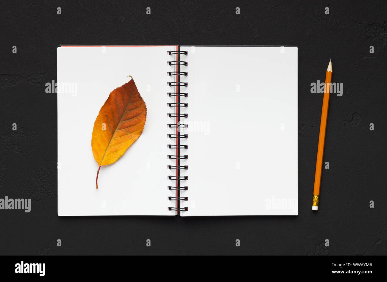 Bella secco Foglie di autunno su notebook e uno spazio vuoto per il versetto Foto Stock