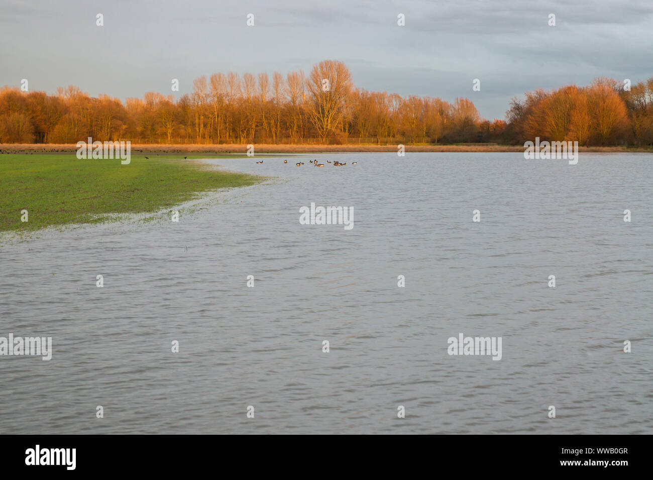 Prati allagati in inverno il sole di mattina. Il Reno è traboccato le sue rive. Foto Stock