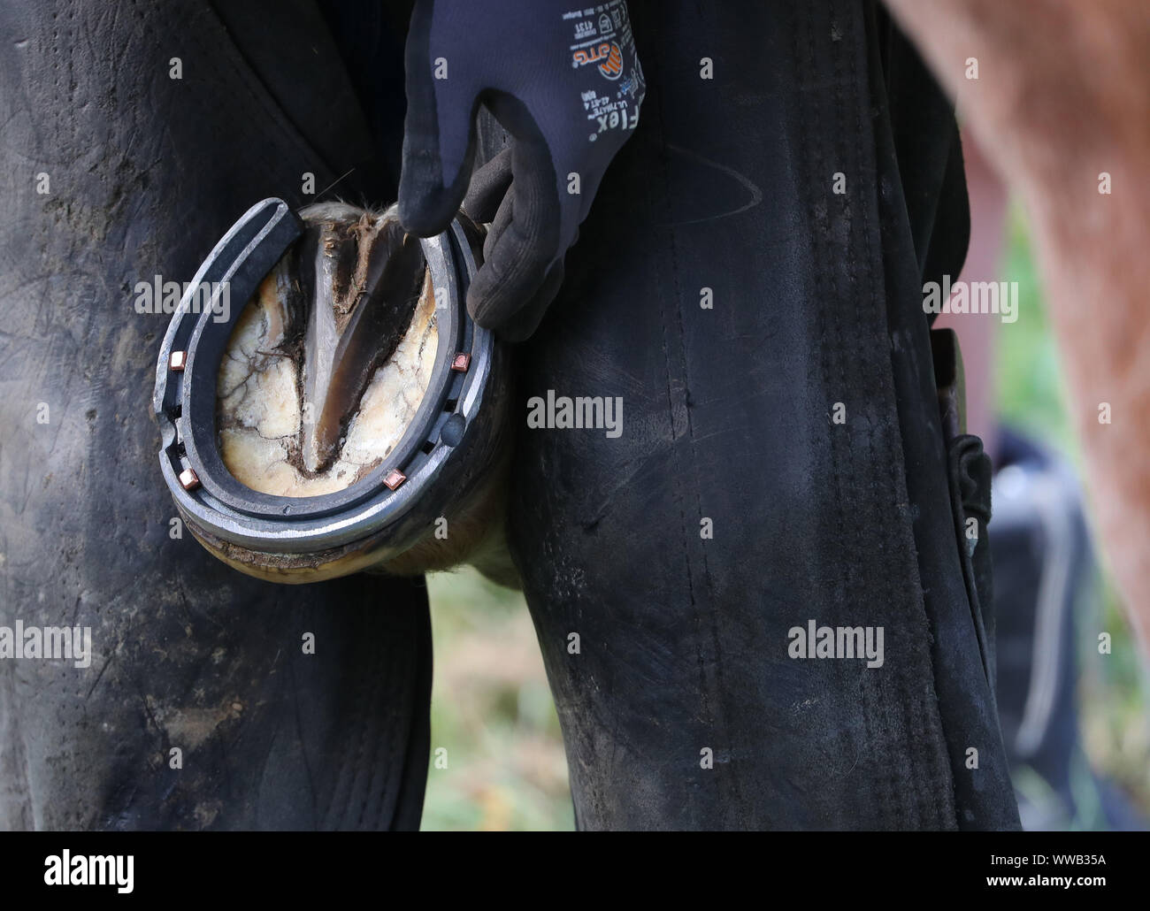Un maniscalco di montaggio di un nuovo ferro di cavallo Foto Stock