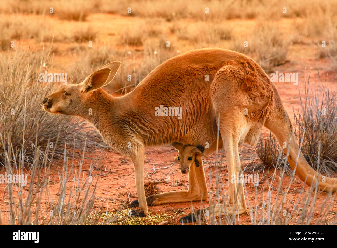 Vista laterale del canguro rosso con un joey in una tasca, Macropus rufus, sulla sabbia rossa di outback Australia centrale al tramonto. Marsupiale australiano in Foto Stock