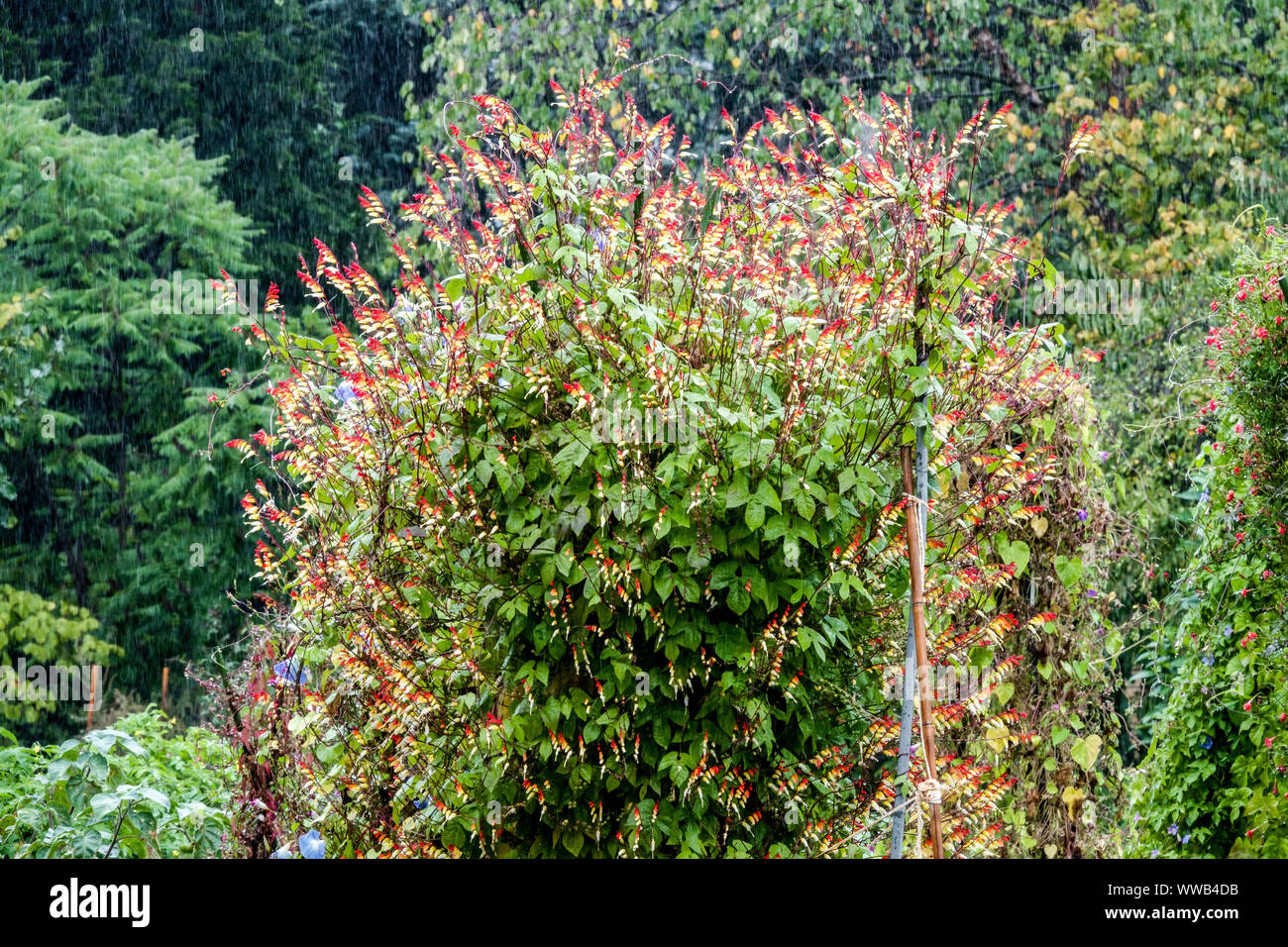 Petardo Vine Ipomoea lobata in Rain Foto Stock