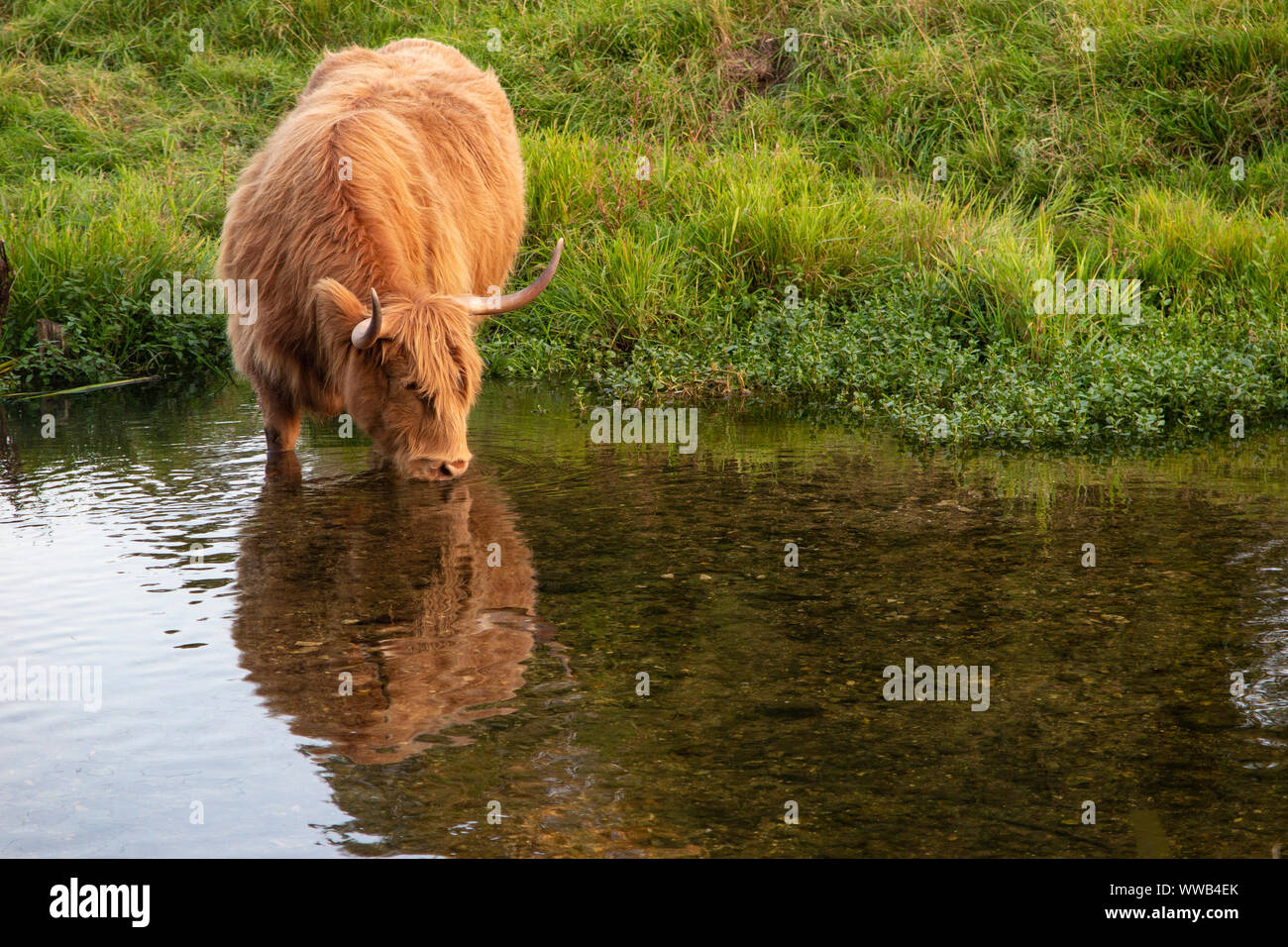 Una mucca cornuta sulle rive del fiume Darent nel Kent Foto Stock