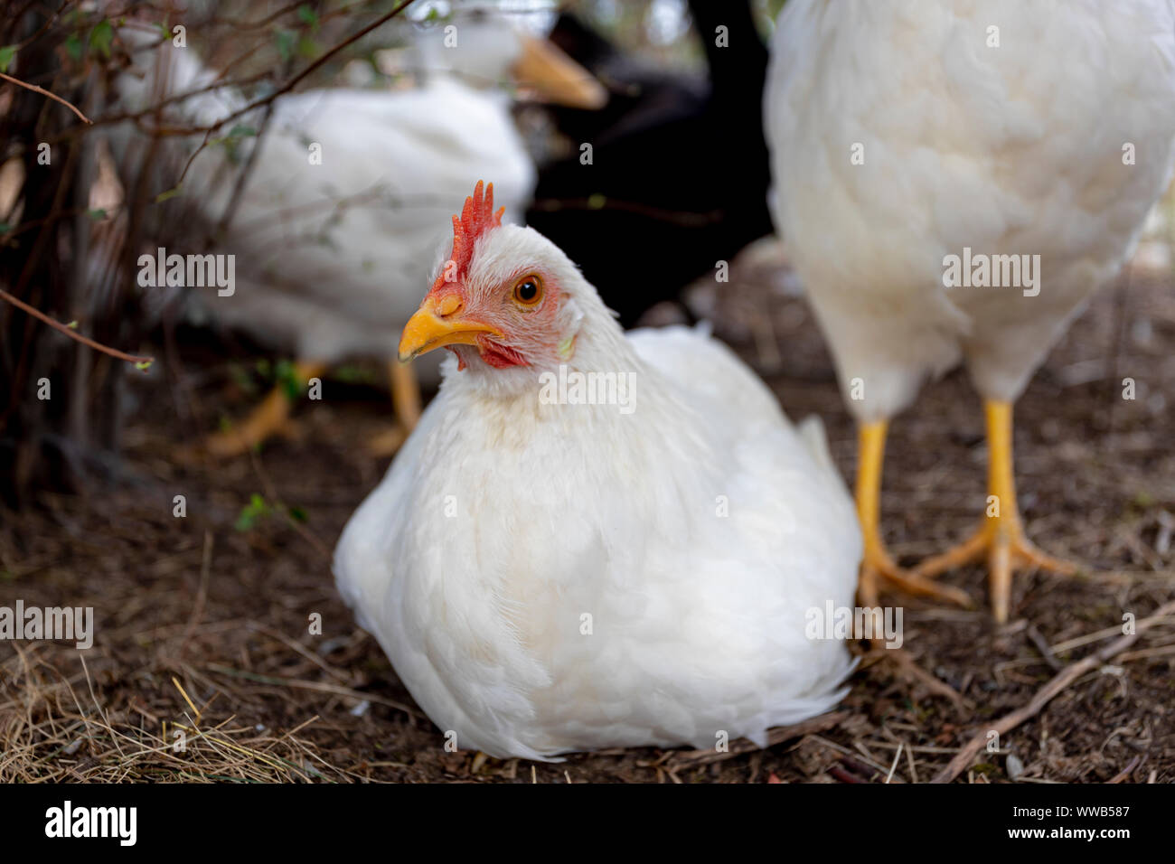 Pollo di giovani in azienda Foto Stock