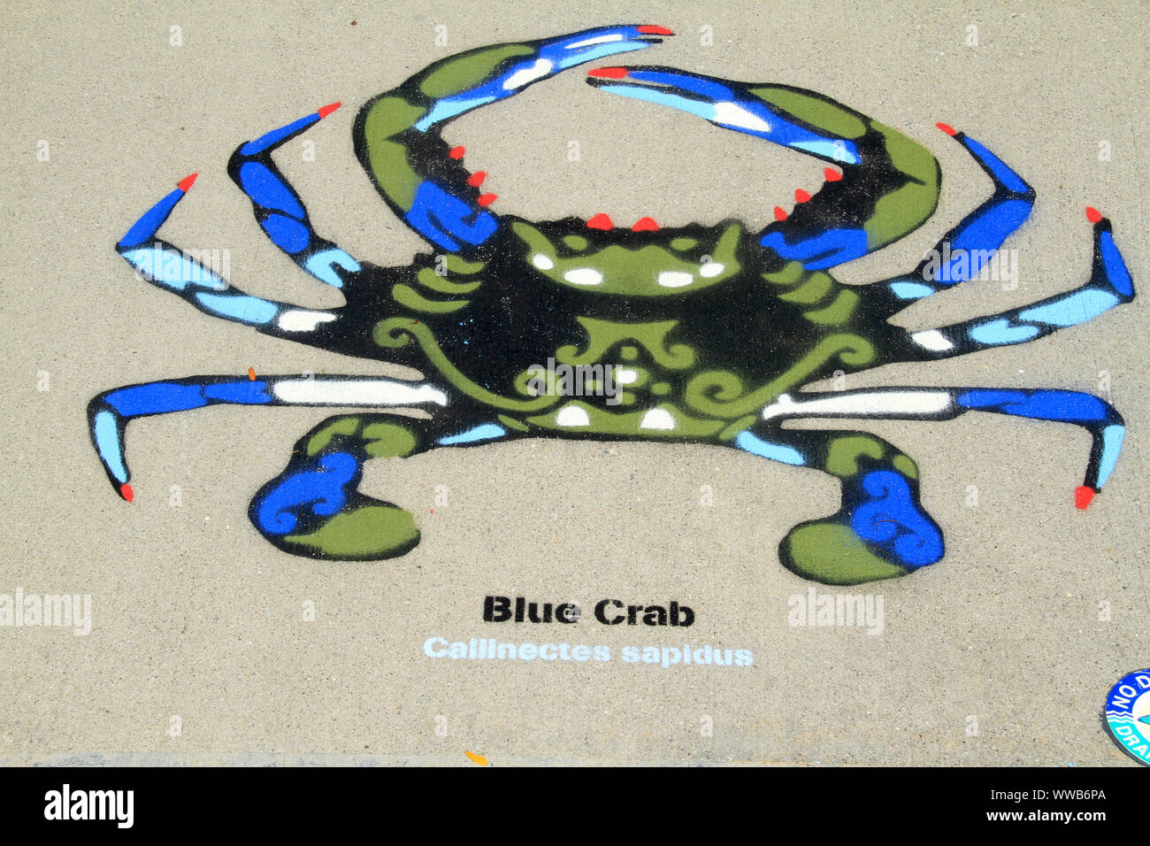 Il granchio blu dipinta sul marciapiede. Arte come parte del 'drain Smart' programma per aumentare la consapevolezza dell'inquinamento dell'acqua. Stati Uniti d'America. Foto Stock