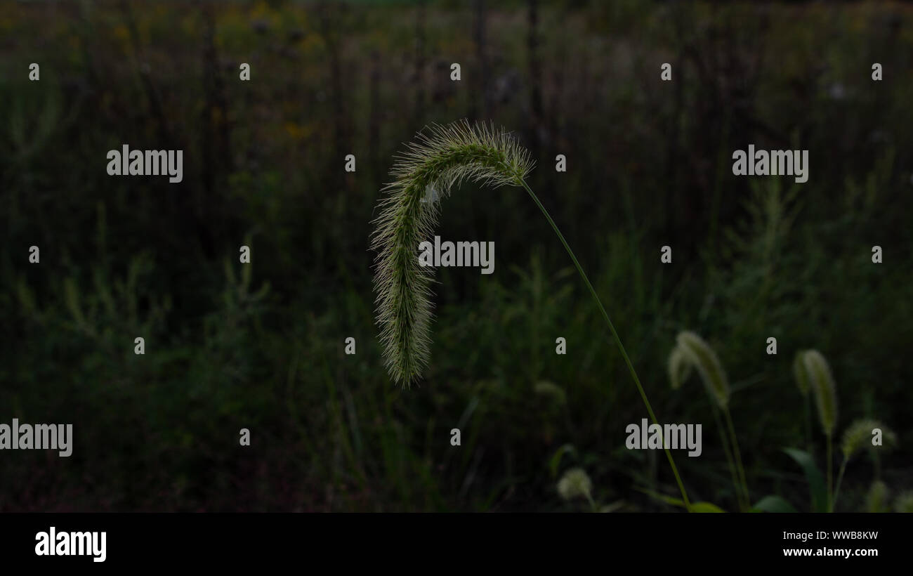 Erbe infestanti verdi ondeggiano al vento. #1 Foto Stock