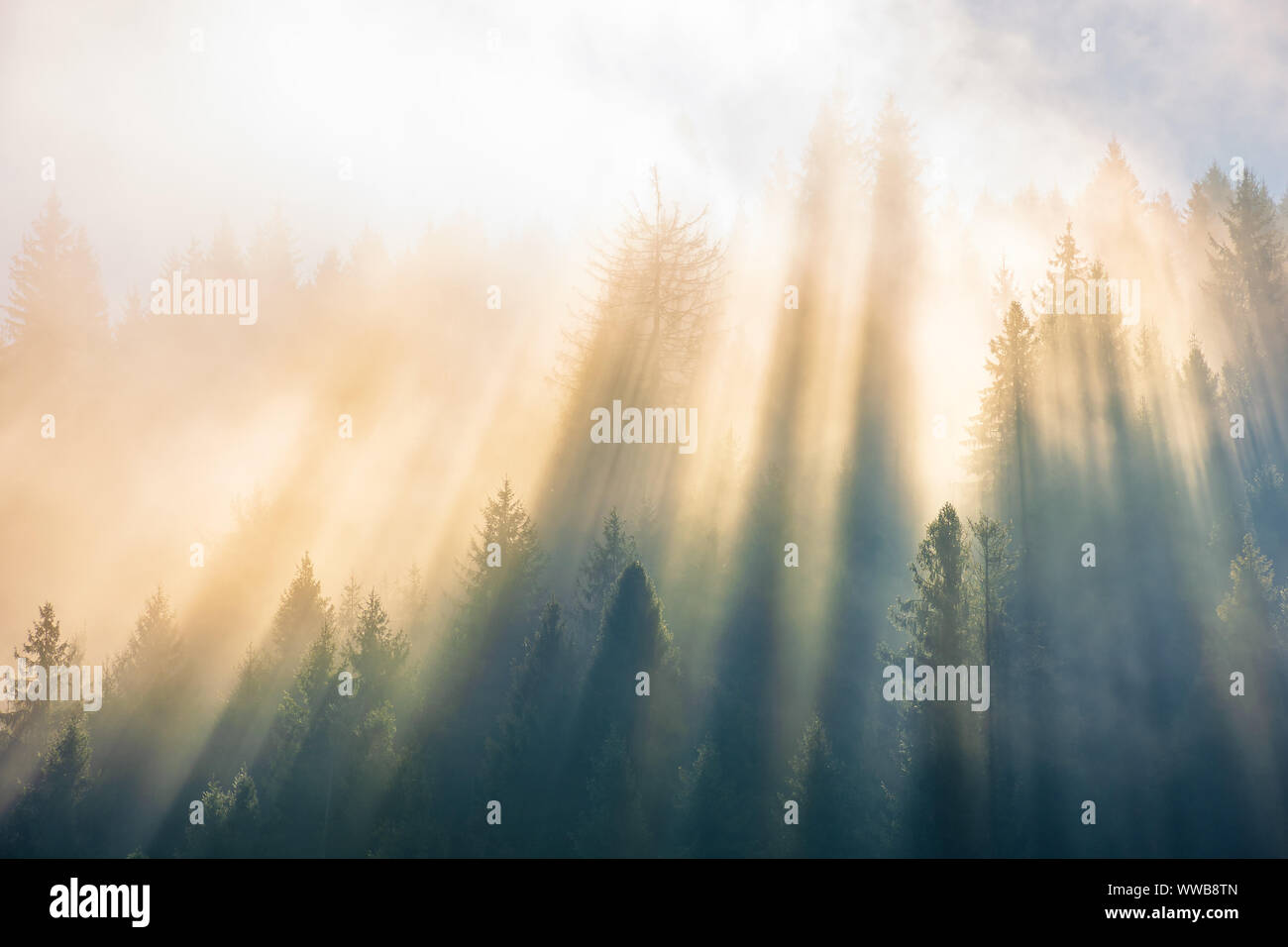 Luce solare attraverso la nebbia e nuvole sopra la foresta di alberi di abete rosso sulla collina visto dal di sotto. magico scenario della natura in autunno. bella mattina dre Foto Stock