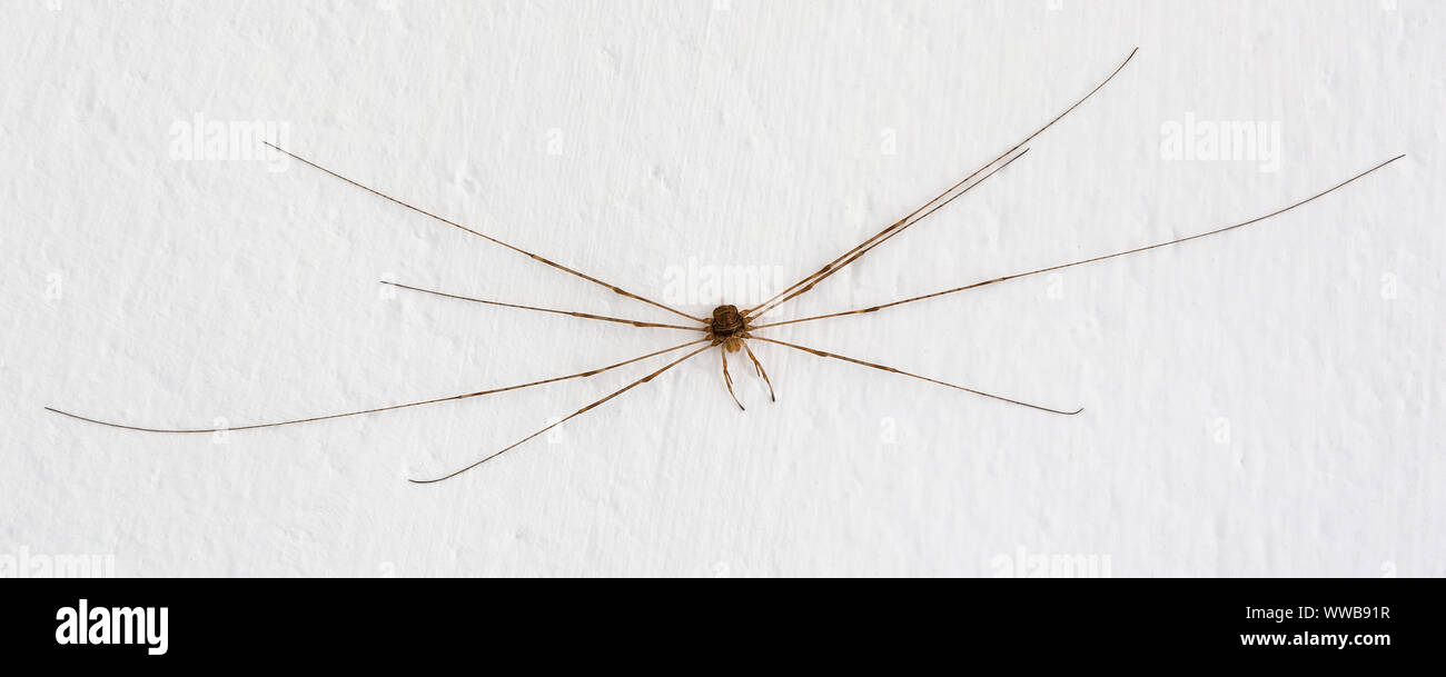Harvestman spider [ Dicranopalpus Ramosus ] sulla casa, un ragno ma non effettivamente un ragno avente solo un segmento del corpo , 2 occhi e nessun venom premistoppa. Foto Stock