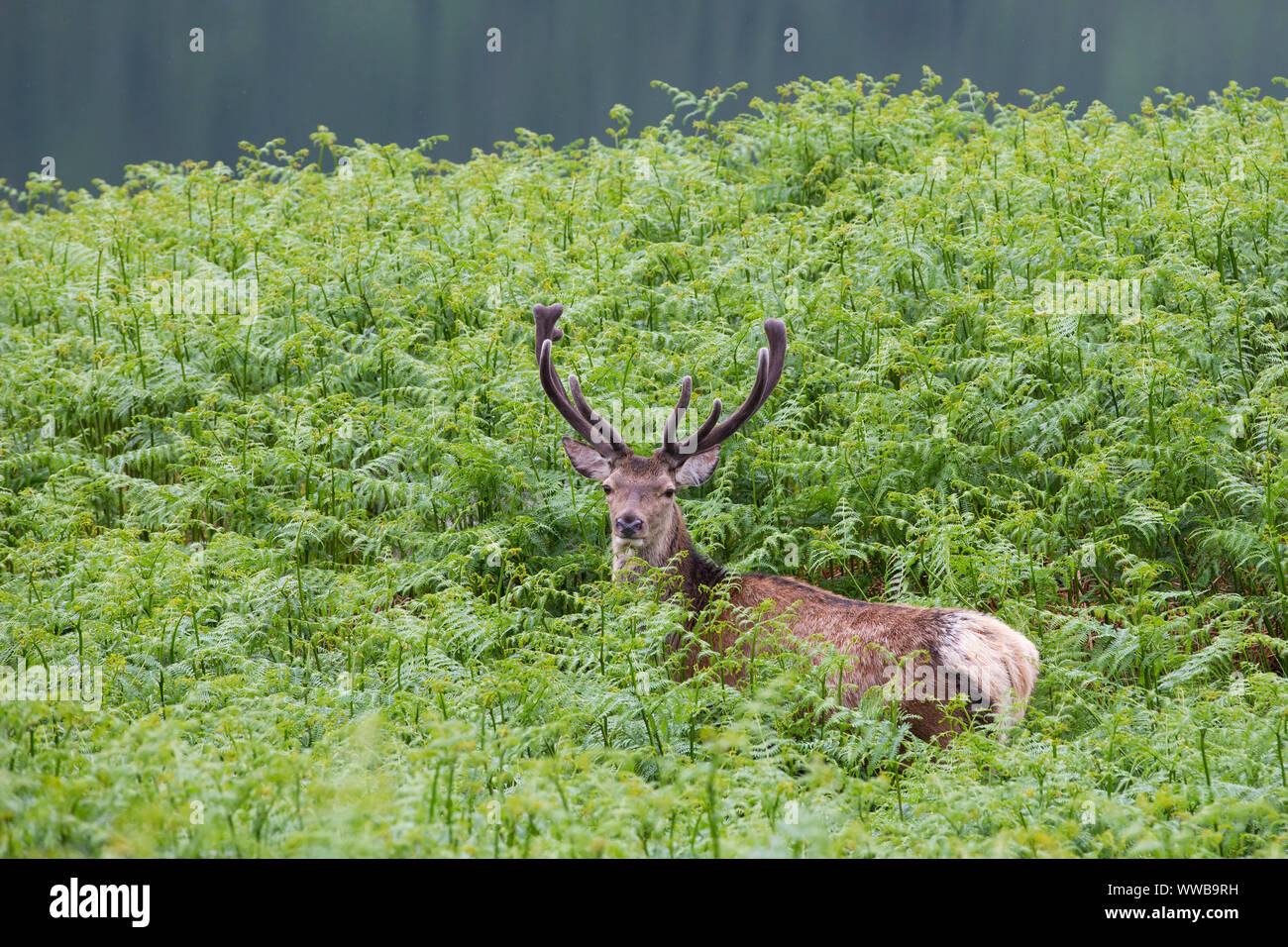 Red Deer stag [ Cervus elaphus ] in bracken, Glen Etive, SCOZIA Foto Stock