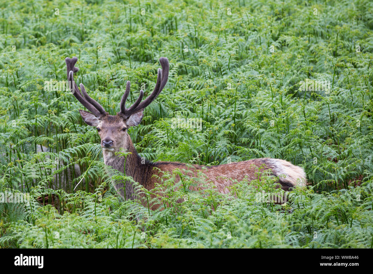 Red Deer stag [ Cervus elaphus ] in bracken, Glen Etive, SCOZIA Foto Stock